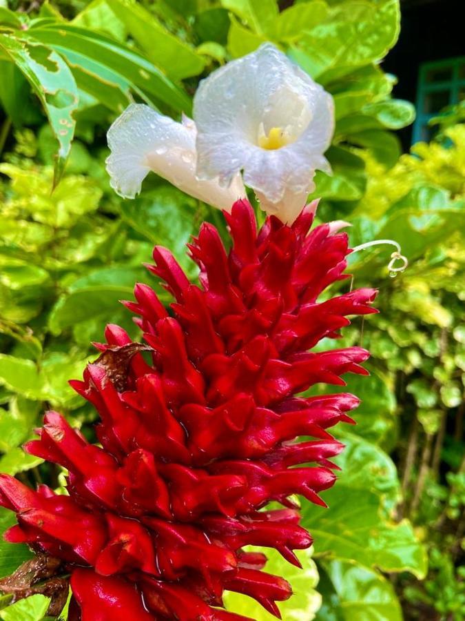 Apartmán Flor De La Selva Puerto Nariño Exteriér fotografie
