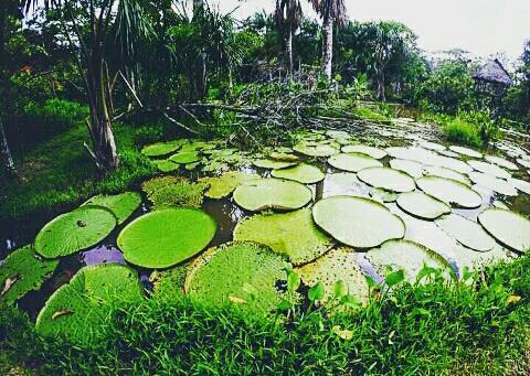 Apartmán Flor De La Selva Puerto Nariño Exteriér fotografie